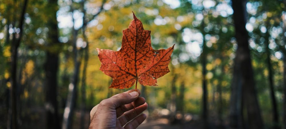 person holding maple leaf