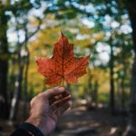 person holding maple leaf