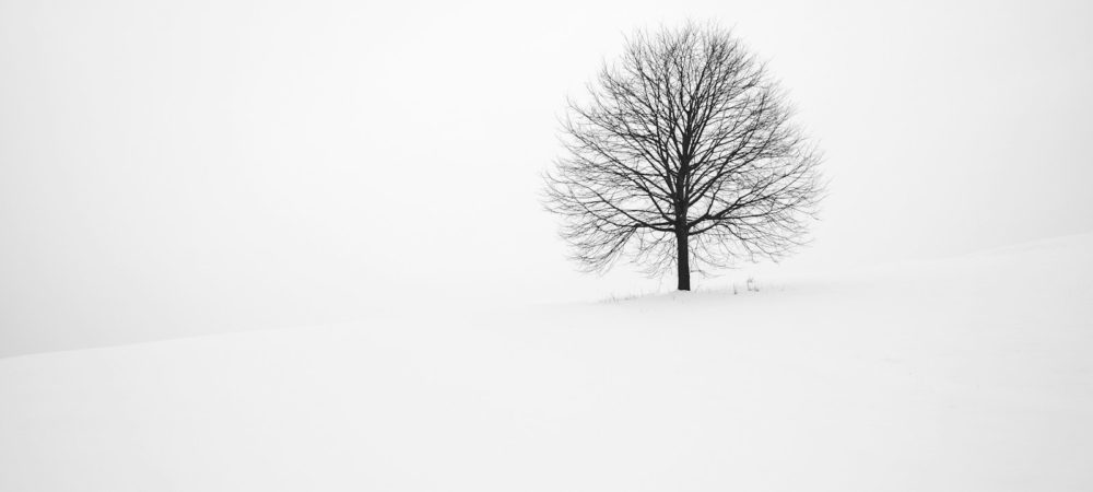 withered tree surrounded with snow during daytime