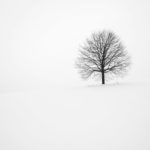 withered tree surrounded with snow during daytime