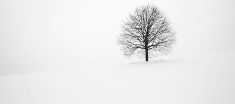 withered tree surrounded with snow during daytime