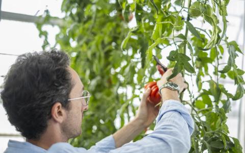 Premis als millors treballs finals de grau (TFG) i de màster (TFM) en l’àmbit de la promoció de la salut en relació amb els ODS.